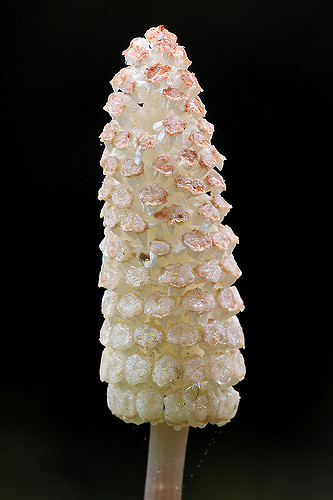 Prêle des prés