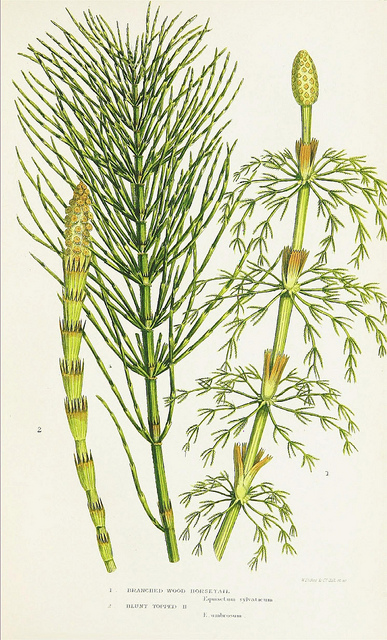 Prêle des prés