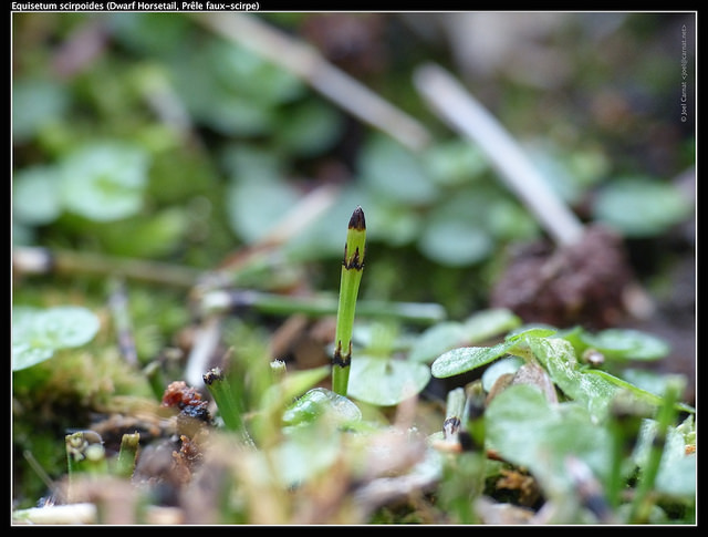 Prêle faux scirpe