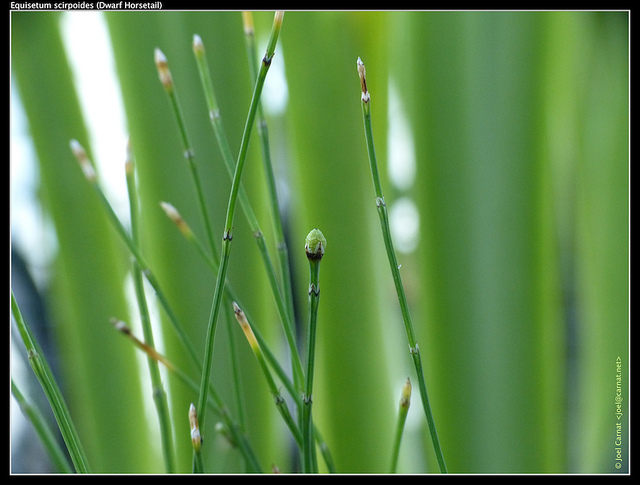 Prêle faux scirpe (Equisetum scirpoides)