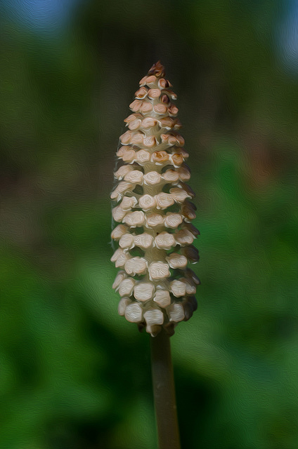 Prêle des bois