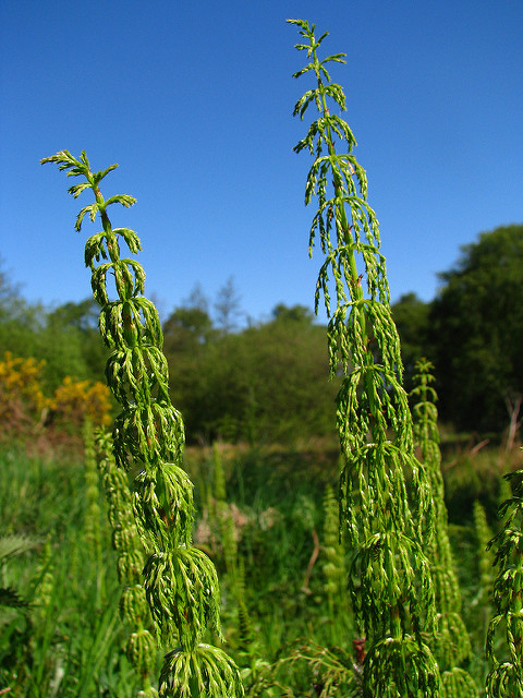 Prêle des bois