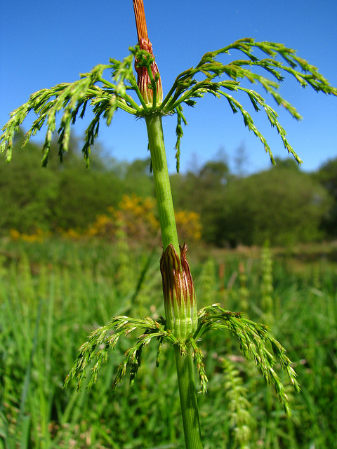 Prêle des bois