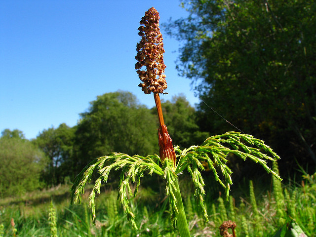 Prêle des bois (Equisetum sylvaticum)