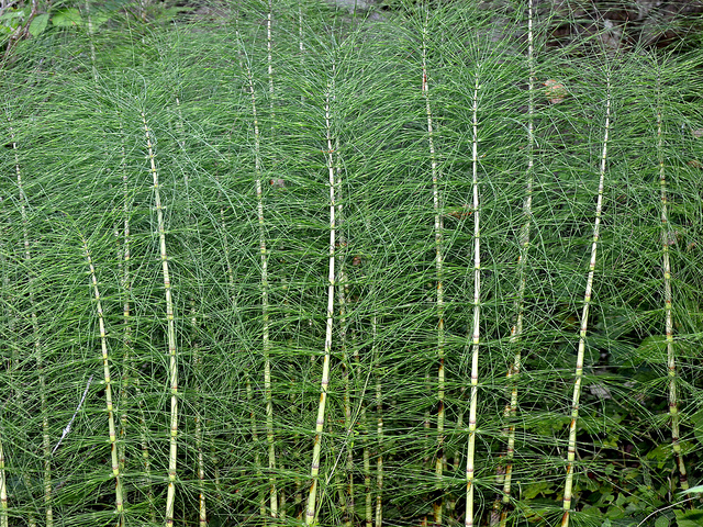 Grande prêle (Equisetum telmateia)
