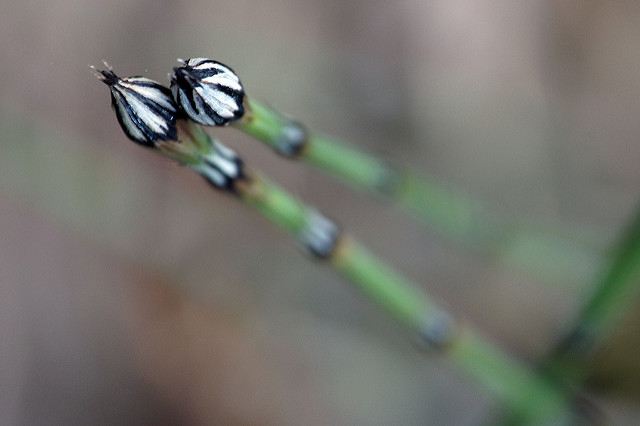 Prêle panachée (Equisetum variegatum)