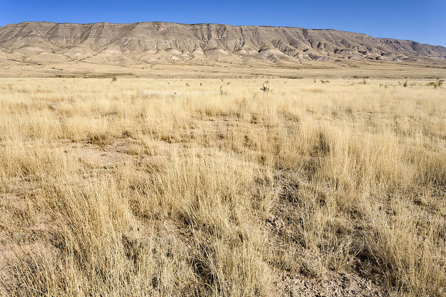 Éragrostide de barrelier (Eragrostis barrelieri)