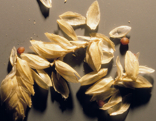 Éragrostide à gros épillets (Eragrostis cilianensis)