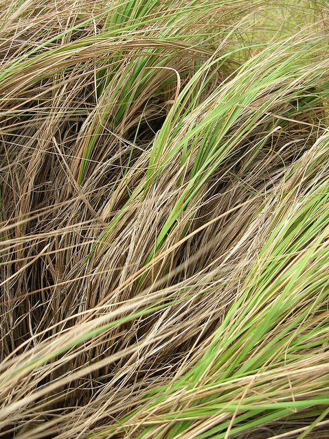 Éragrostide un peu courbée (Eragrostis curvula) - Fiche botanique ...