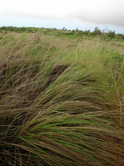 Éragrostide un peu courbée (Eragrostis curvula) - Fiche botanique ...