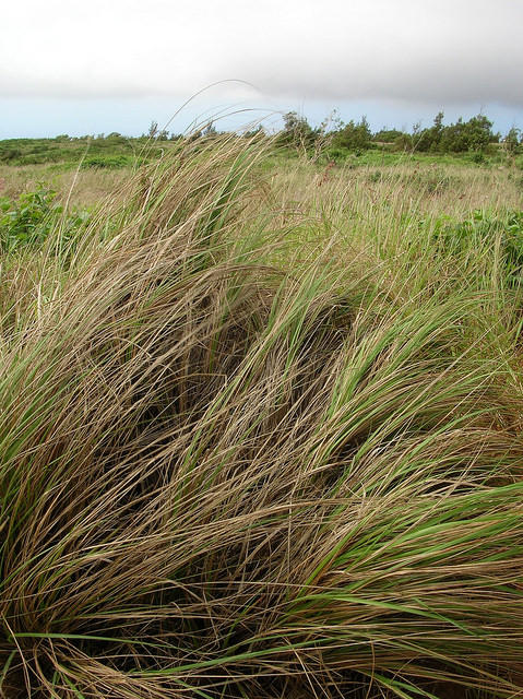 Éragrostide un peu courbée (Eragrostis curvula) - Fiche botanique ...