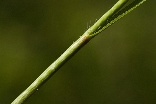 Éragrostide un peu courbée (Eragrostis curvula) - Fiche botanique ...