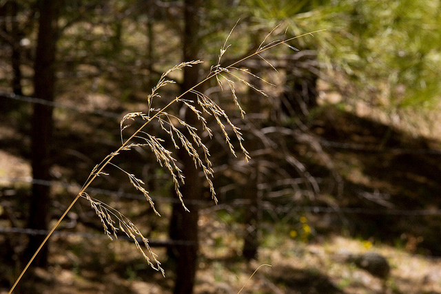 Éragrostide un peu courbée (Eragrostis curvula)