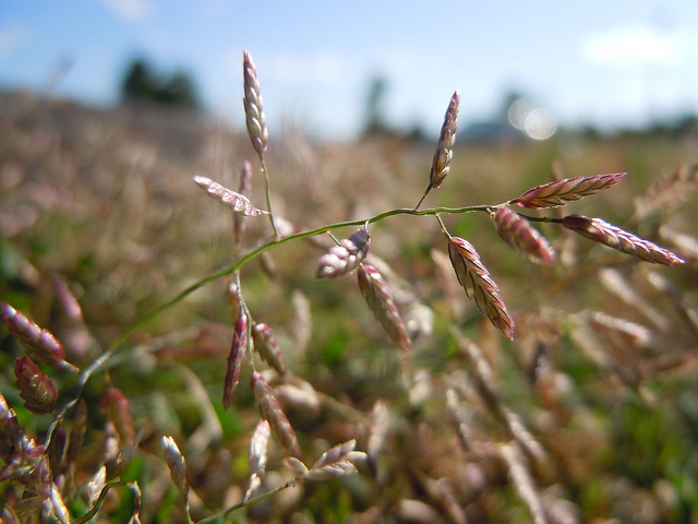Éragrostide faux pâturin (Eragrostis minor)