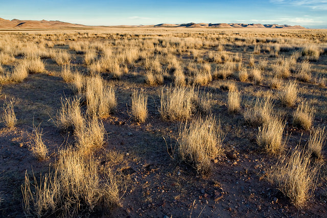 Éragrostide en peigne (Eragrostis pectinacea)