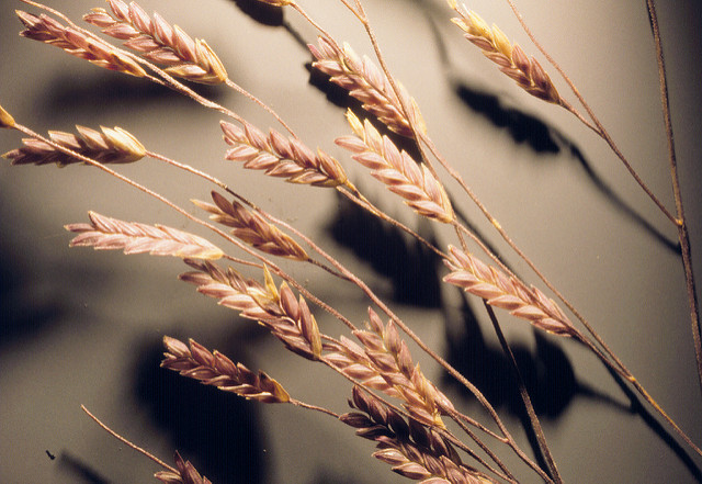 Eragrostis spectabilis (Eragrostis spectabilis)
