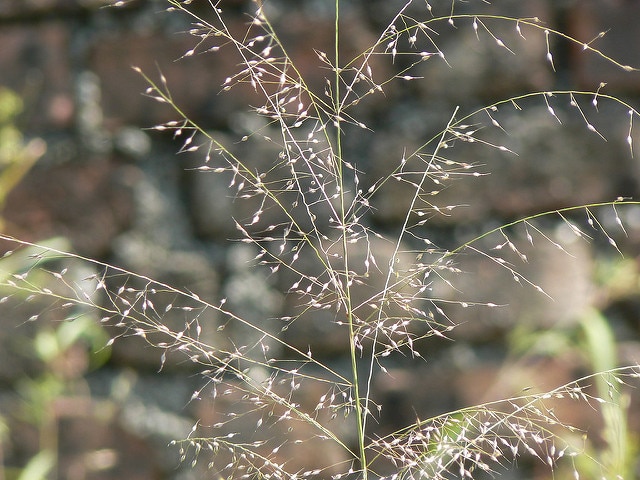 Eragrostis unioloides