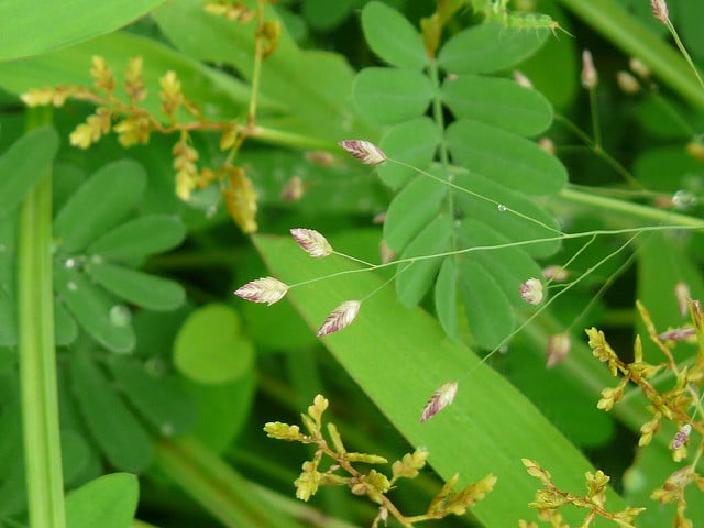 Eragrostis unioloides