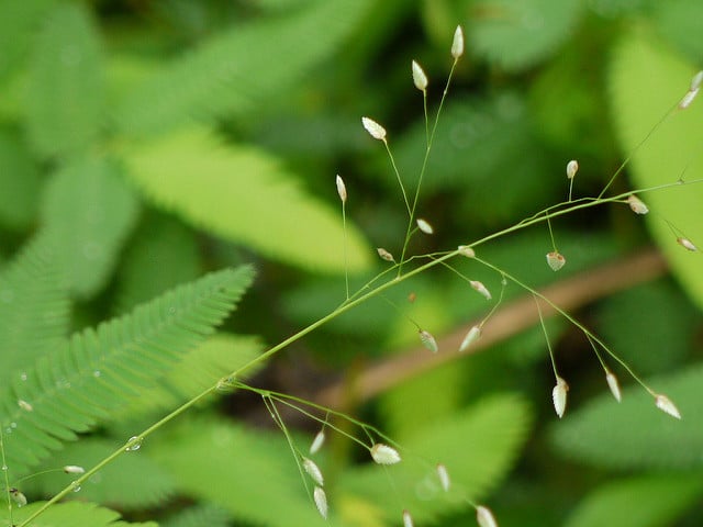 Eragrostis unioloides