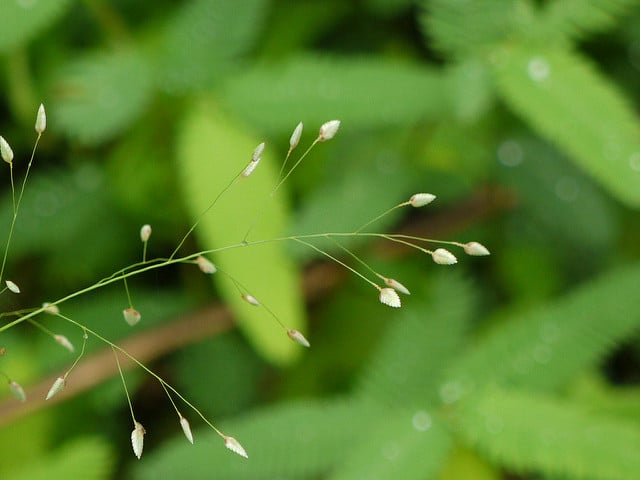 Eragrostis unioloides