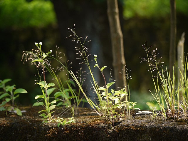 Eragrostis unioloides