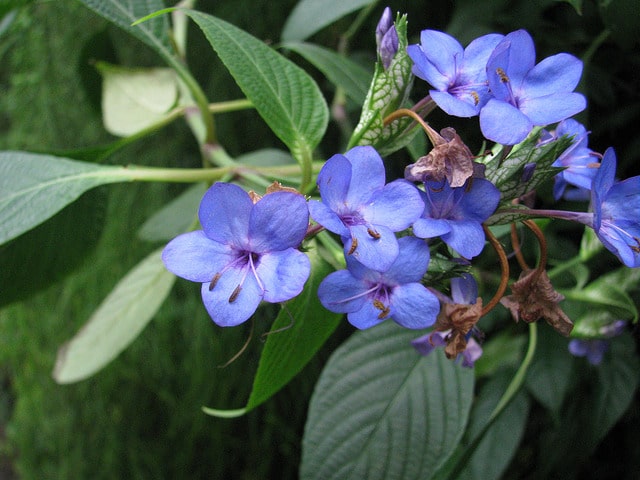 Eranthemum pulchellum