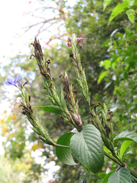 Eranthemum pulchellum