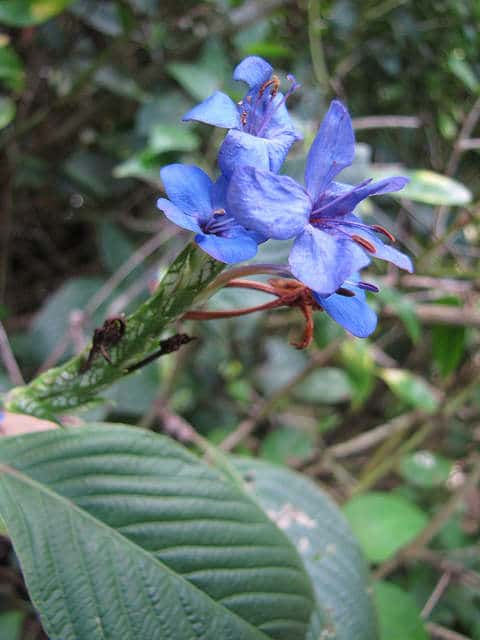 Eranthemum pulchellum
