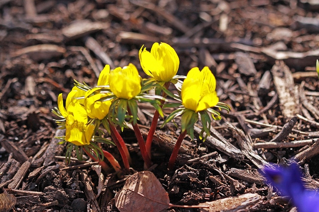 Eranthis cilicica