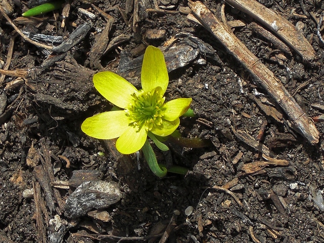 Eranthis cilicica