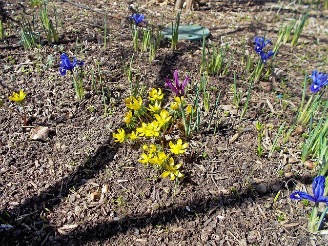 Eranthis cilicica