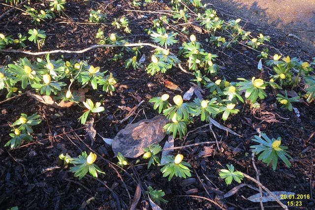 Eranthis cilicica