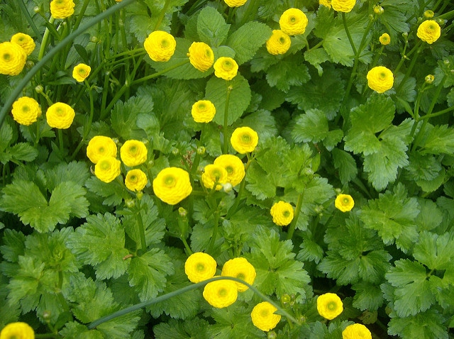Eranthis cilicica