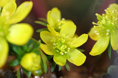 Eranthis cilicica (Eranthis cilicica)