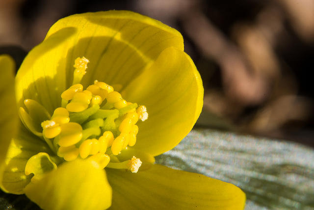 Eranthis hyemalis