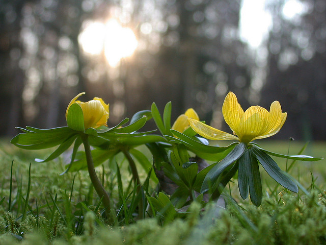 Eranthis hyemalis