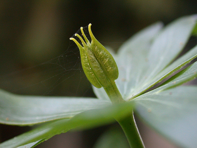 Eranthis hyemalis