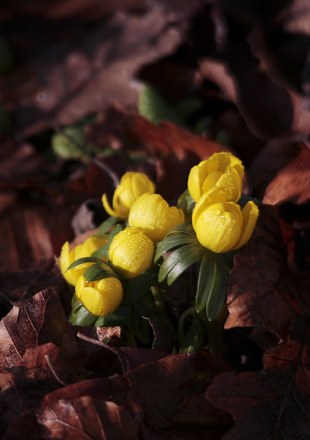 Eranthis hyemalis