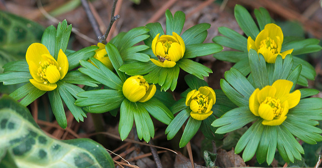 Eranthis hyemalis
