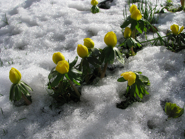Eranthis hyemalis (Eranthis hyemalis)