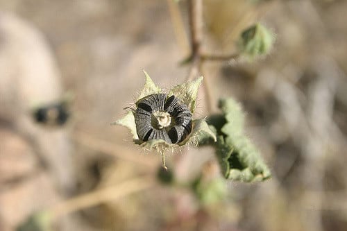 Eremalche rotundifolia