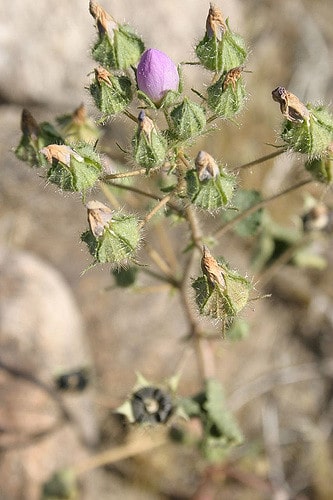Eremalche rotundifolia