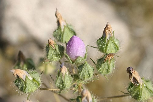 Eremalche rotundifolia
