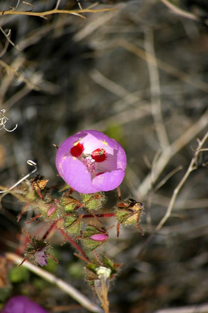 Eremalche rotundifolia