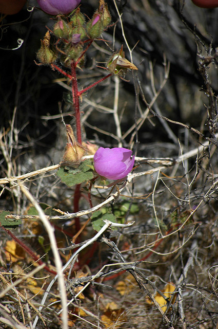 Eremalche rotundifolia