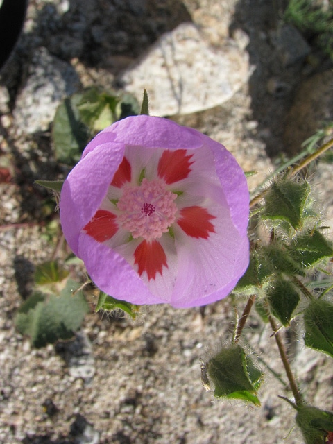 Eremalche rotundifolia