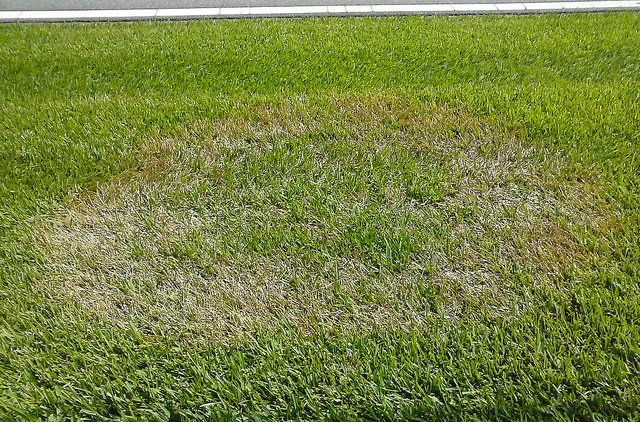 Eremochloa ophiuroides