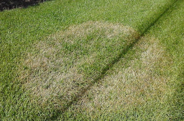 Eremochloa ophiuroides