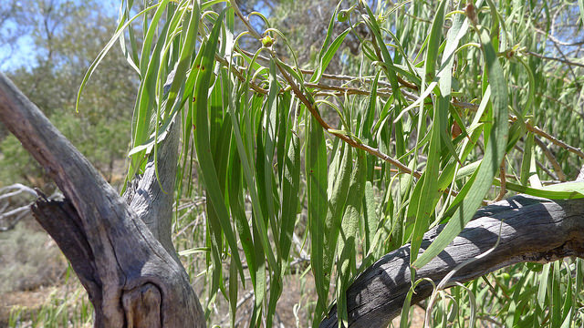 Eremophila longifolia