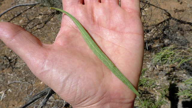 Eremophila longifolia